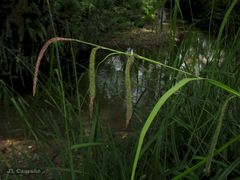 Carex pendula