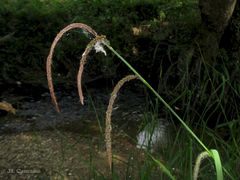 Carex pendula