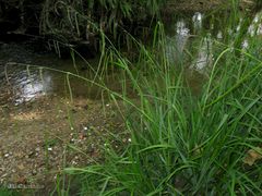 Carex pendula