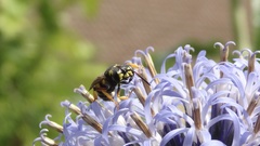 Cerceris arenaria