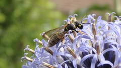 Cerceris arenaria