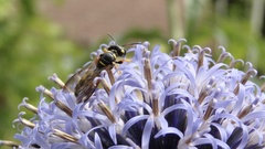 Cerceris arenaria
