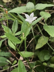 Spigelia texana