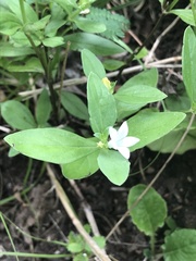 Spigelia texana