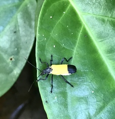 Chauliognathus terminalis