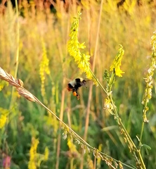 Bombus sichelii