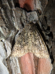 Rhyacia simulans