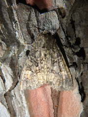 Rhyacia simulans