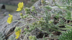 Potentilla sericea