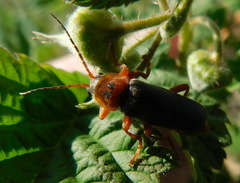 Cantharis annularis