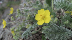 Potentilla sericea