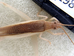 Hemiphonus
