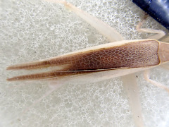 Hemiphonus