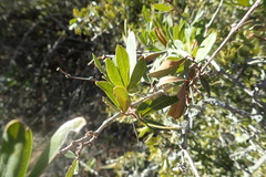 Rhoicissus tridentata