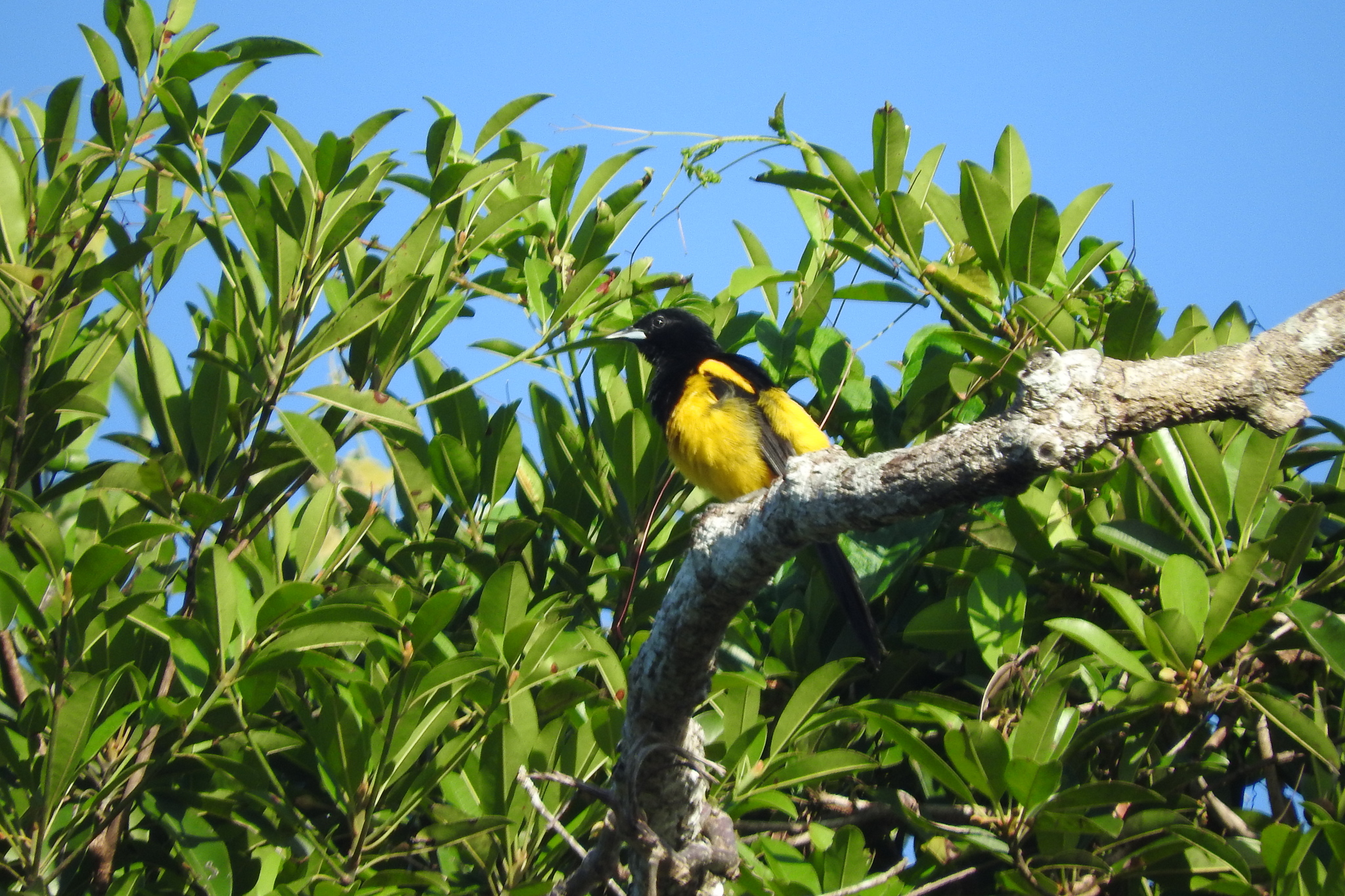 Black-cowled Oriole illustration