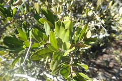 Rhoicissus tridentata