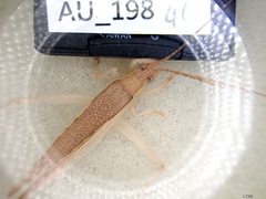Hemiphonus