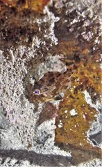 Scobinichthys granulatus