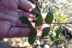 Rhoicissus tridentata