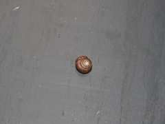 Trochulus striolatus