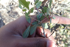 Rhoicissus tridentata