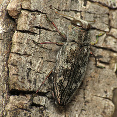 Chrysobothris femorata