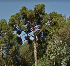 Araucaria angustifolia