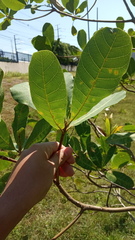 Anacardium