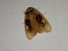Arrhenophanes perspicilla