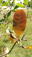 Anacardium