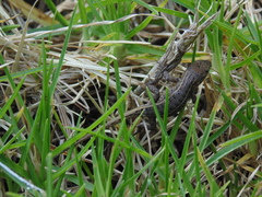 Sceloporus scalaris
