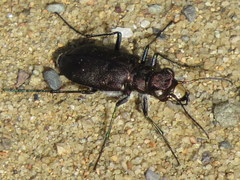 Cicindela longilabris