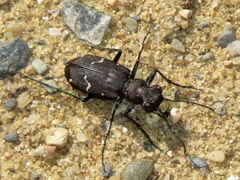 Cicindela longilabris