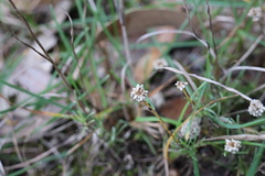 Calocephalus lacteus