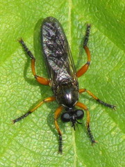 Laphria sadales