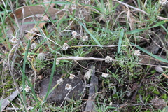 Calocephalus lacteus