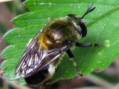 Microdon manitobensis