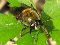 Microdon manitobensis