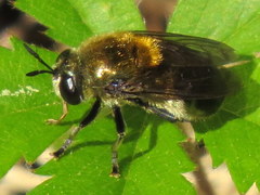 Microdon manitobensis