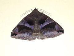 Bastilla arcuata