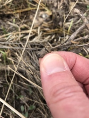 Thanatophilus lapponicus