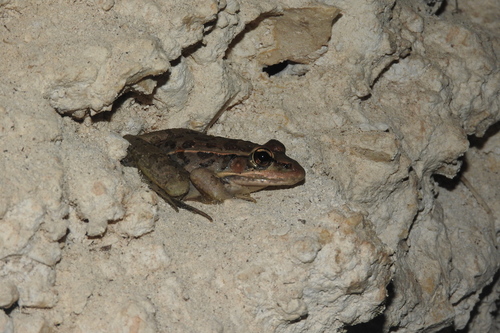 Browns' Frog, Lithobates brownorum