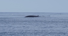 Balaenoptera physalus