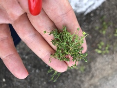 Sagina procumbens