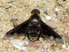 Hemipenthes morioides