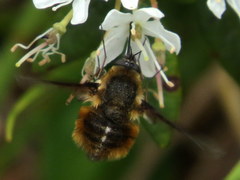 Bombylius mexicanus