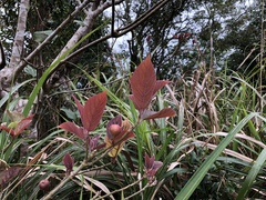 Ficus erecta beecheyana