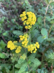 Hippia frutescens