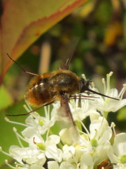 Bombylius mexicanus
