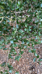 Quercus agrifolia